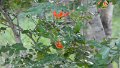 Flame Lily Gloriosa Nationalblume Zimbabwe